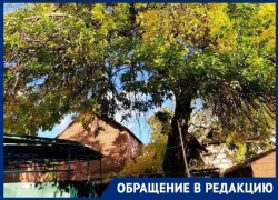 Администрация Таганрога и МКУ "Благоустройство" не могут помочь пенсионеркам
