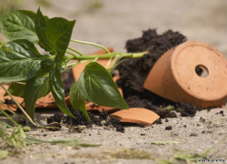 Орудием возмездия в жестокой ссоре двух жителей Неклиновского района стал цветочный горшок