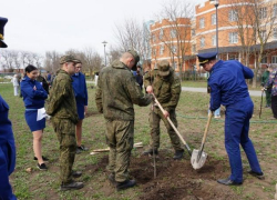 В Таганроге высадили 30 кленов в память о погибших воинах