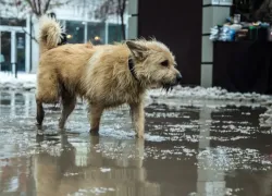 Беспризорники в отгуле: в Таганроге с начала года стерилизовали и вернули обратно 17 бродячих собак