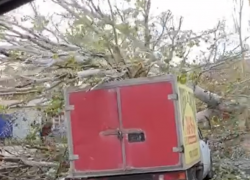 Огромный тополь упал в Таганроге по улице Дзержинского