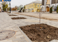 "Туи не для Таганрога": горожане переживают за судьбу деревьев на Петровской