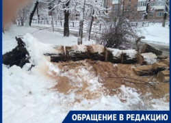 Огромное дерево у детского сада чуть не стало трагедией для мамы с ребёнком 