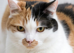 Федоров день: почему 8 февраля не стоит пускать чужих в дом