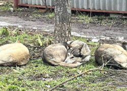В Таганроге снова выловили семь бездомных собак: только спасёт ли это людей от их агрессии?