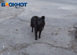 Что делать с агрессивными животными в Таганроге и Ростовской области: рассуждают парламентарии