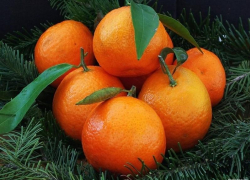 Перед Новым годом продажи мандаринов выросли на 1/3: как выбрать самые вкусные