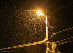 Звонкие хирономиды прибыли в Таганрог, возможно, хотят увидеть салют