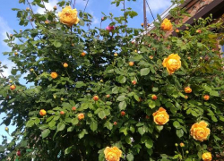 Цветорепортаж: Таганрог накрыло буйным цветением деревьев и шрабов