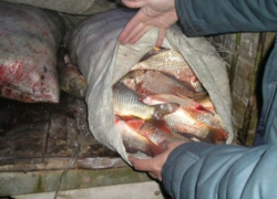 Любитель браконьерить получил год исправительных работ и полмиллиона штрафа