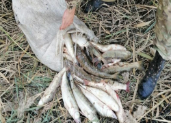 Очередного браконьера задержали пограничники под Таганрогом