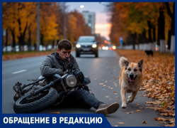 Собака сбила скутериста, таганрожца увезли в больницу