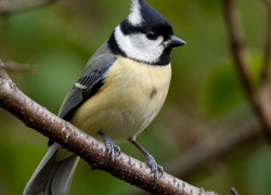 12 ноября — Синичкин день. Как таганрожцам встретить праздник птиц и удачи