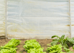 Полиция задержала таганрожца, который выращивал в теплице наркотики