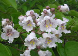 Катальпа - таганрогская акация