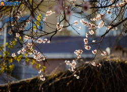 Под Таганрогом объявили карантин в связи со вспышкой оспы растений