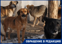 Бродячий террор: снова о нападении собак 