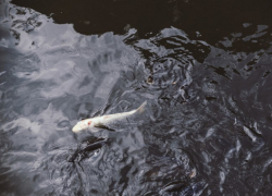 Контроль будут строже: рыбаков предупредили о проверках во время нереста в Таганрогском заливе