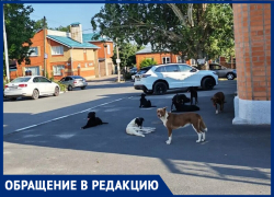 "Детей когда-то разорвут": агрессивные бродячие собаки атакуют таганрожцев на Богудонии