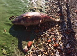 В Таганрогском заливе все чаще стали гибнуть дельфины