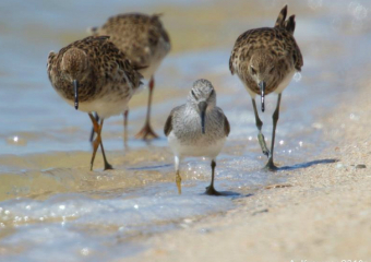 Таганрогский фотограф   показал нам птицу  мордунку