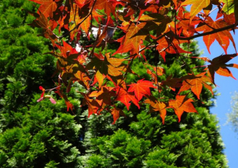Какая погода будет в Ростовской области зимой