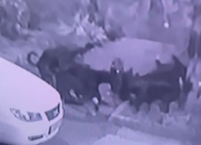 «Собаки порвали любимого кота!» - ролик взорвал таганрогские соцсети, а мы его разоблачаем