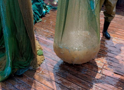 Таганрог может получить новую отрасль: азовских медуз предложили перерабатывать в еду и лекарства