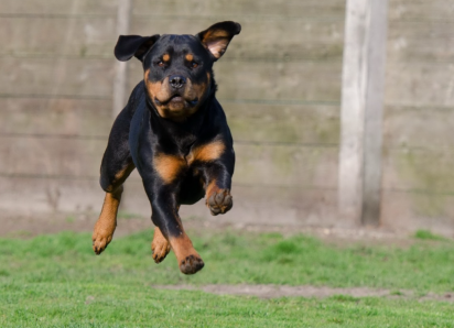 Конфликт из-за собак в Таганроге - женщина с травмами, мужчина получил срок