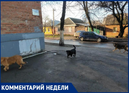 Собаки «под присмотром»: агрессивную стаю собак на Менделеева решено оставить на прежнем месте 