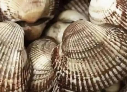 Скафарка захватывает Таганрогский залив: новый деликатес может стать хитом на столах таганрожцев