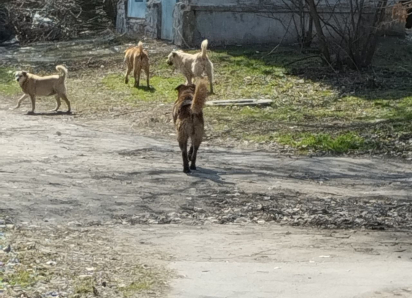 «Степок» - самый забытый Таганрогский сквер 