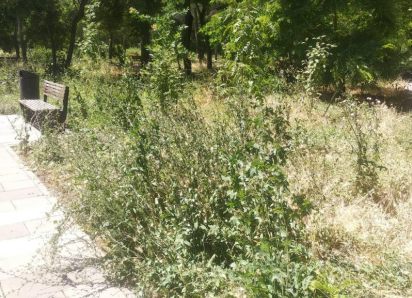 После публикации в СМИ прокуратура заставила покосить траву в Приморском парке Таганрога