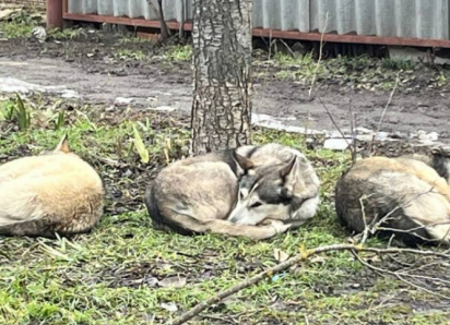 В Таганроге снова выловили семь бездомных собак: только спасёт ли это людей от их агрессии?