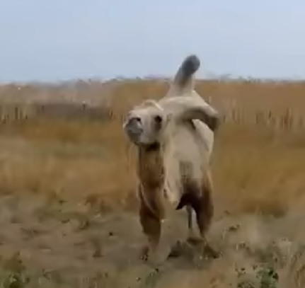 Верблюда из ростовского зоопарка до полусмерти замучали на Кубани