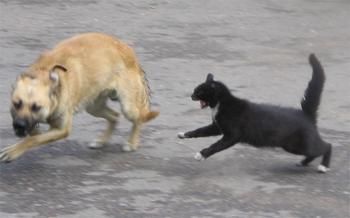 В Ростовской области бешеная кошка напала на собаку и ее хозяина