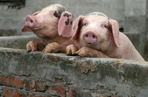 Таганрожцев просят быть бдительнее в связи со вспышкой африканской чумы свиней в Волгоградской области