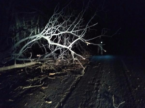 Упавшее дерево перегородило проезд по трассе на Петрушино