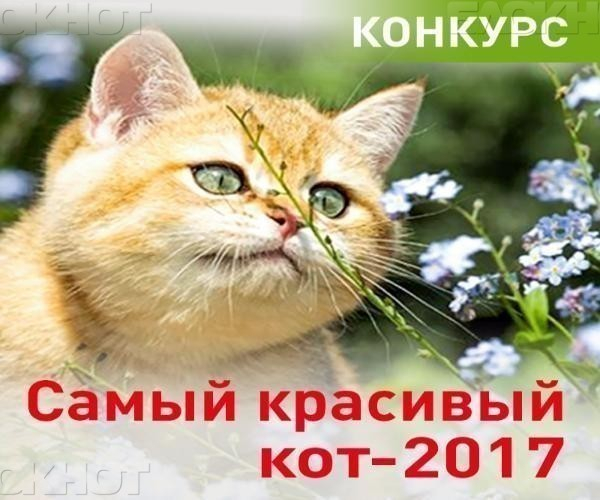 Самый красивый кот Таганрога будет определен через считанные дни