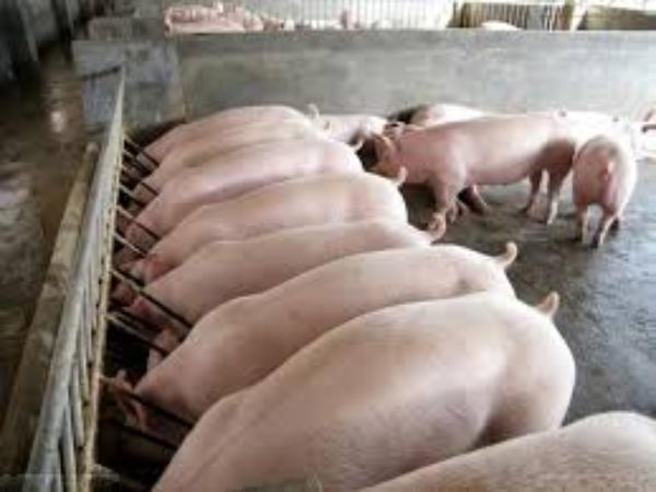 Две свиные туши, предназначенные для продажи, утопил в хлорке предприниматель из Неклиновского района