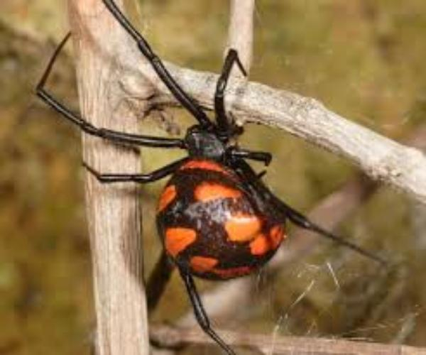 Опасные пауки-каракурты поджидают жителей Таганрога и окрестностей в зеленых зонах