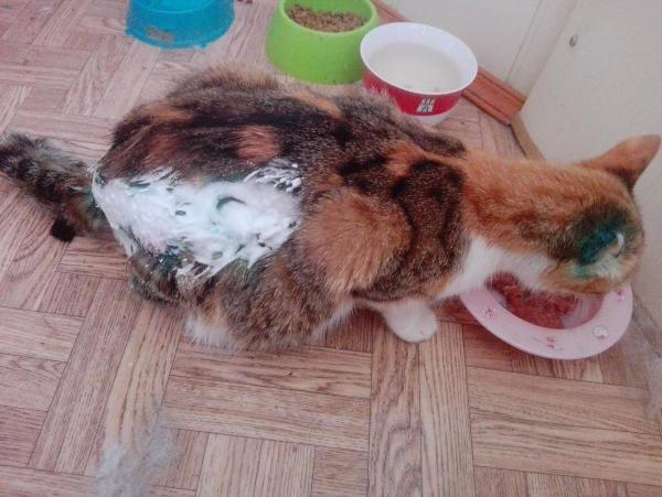 Хозяева-живодеры устроили кошке микроволновочный ад в Таганроге