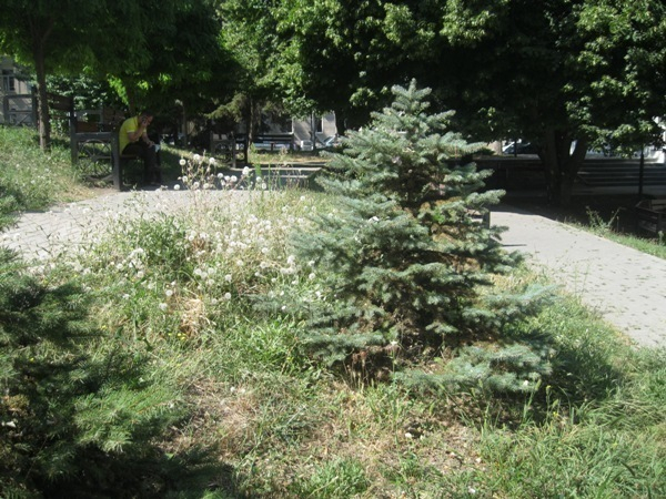 В Таганроге возле театра имени Чехова сорняки выросли выше елей
