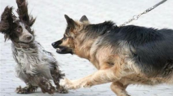 Жителей Таганрога обяжут платить штраф за выгул собак без намордника