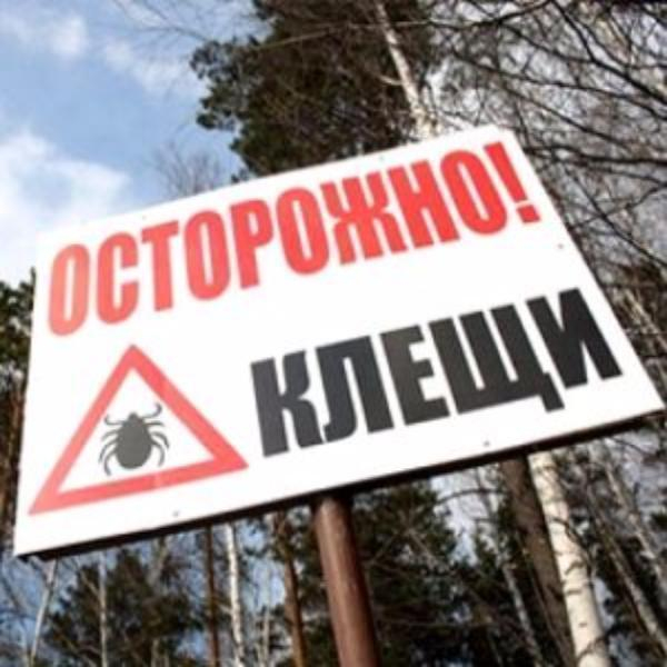 В Ростовской области от укусов клещей пострадали более 300 человек