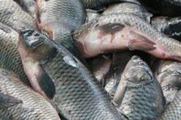 Таганрожцы незаконно пытались продать свежую рыбу в Ростове