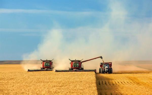 Неклиновский и Мясниковский районы вышли в передовики по сбору урожая зерновых