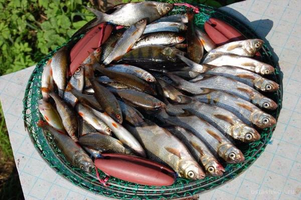 В Таганрогский залив приплыла морская рыба