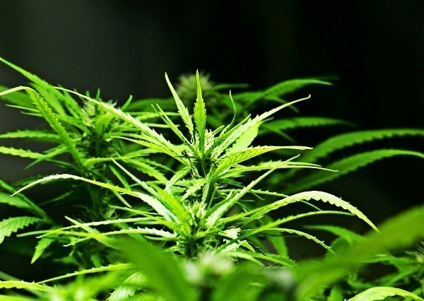 Марихуана таганрог подозреваемый хранение марихуаны