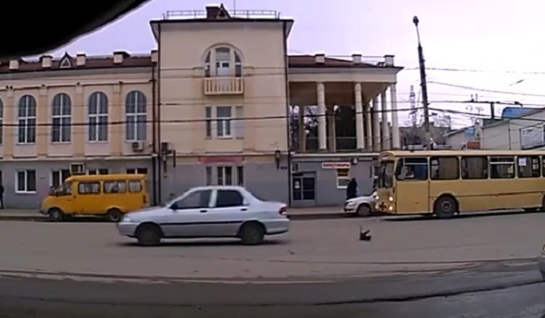 Зоозащитники обвиняют таганрогского водителя в преднамеренном наезде на щенка